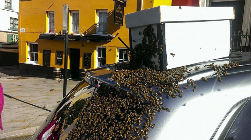 La persigue un panal de abejas durante dos días para rescatar a su abeja reina  