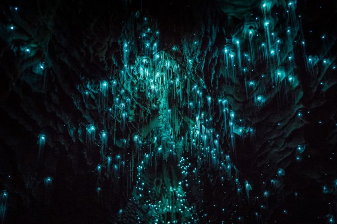 Estos gusanos brillantes convierten esta cueva neozelandesa en una noche estrellada  
