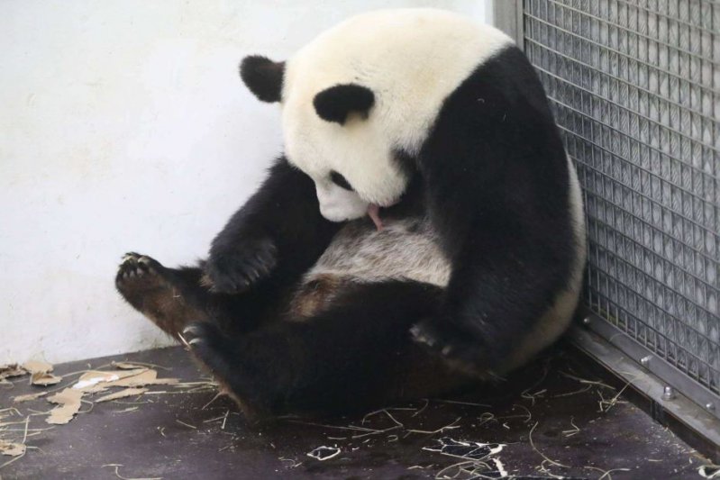 Tiernas imágenes de un bebé panda y su madre conmueven a Internet 
