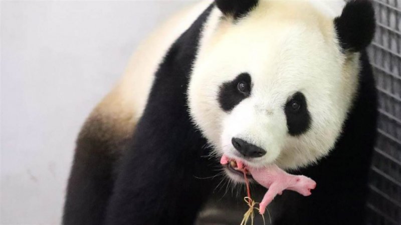 Tiernas imágenes de un bebé panda y su madre conmueven a Internet 