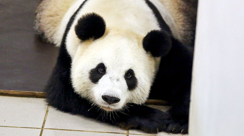 Tiernas imágenes de un bebé panda y su madre conmueven a Internet 