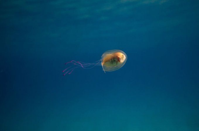 Un pez atrapado dentro de una medusa captado en una foto única  