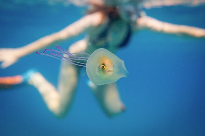 Un pez atrapado dentro de una medusa captado en una foto única  