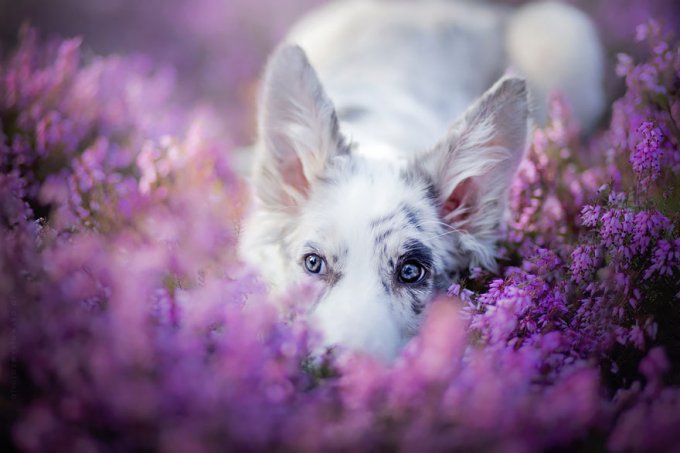 Esta fotógrafa polaca de 20 años hace los más preciosos retratos de perros  