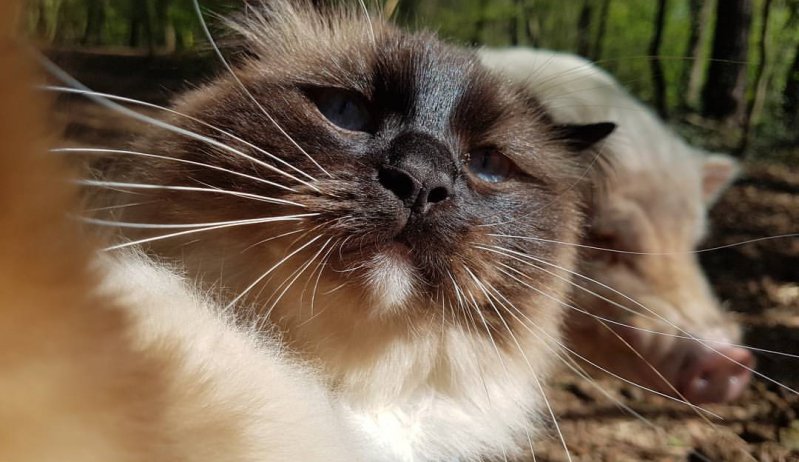 A este gato le gusta que lo paseé su amigo cerdo 