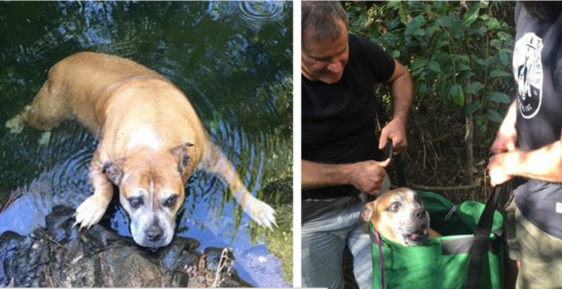 Las aventuras de esta perrita que estuvo perdida un mes y a punto de ahogarse en un sendero solitario  