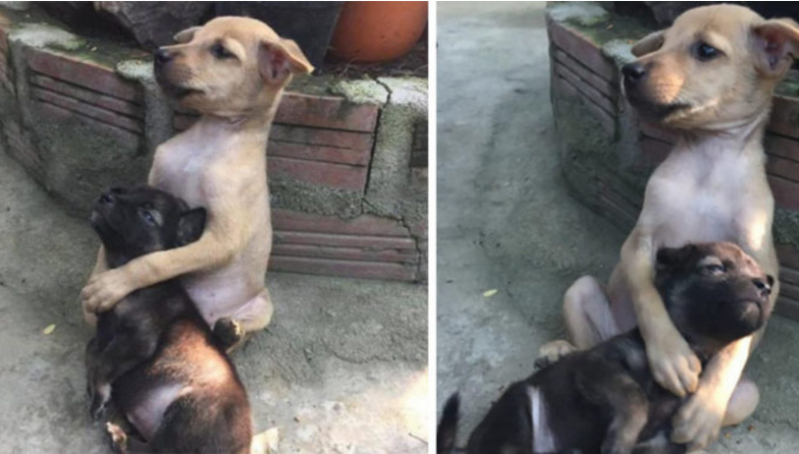 Desde que los rescataron, el perro más grande no deja de abrazar al pequeño para protegerlo 