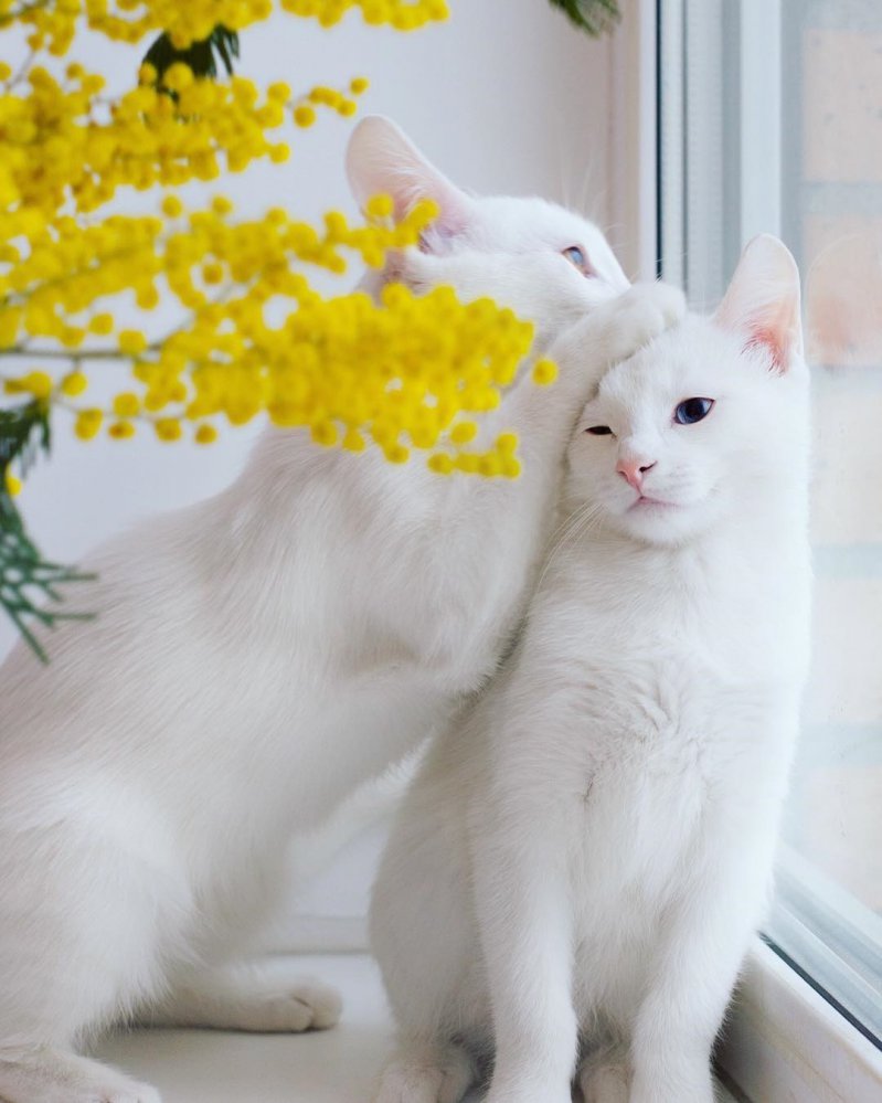 Estas gatas te cautivarán con sus hermosas miradas  