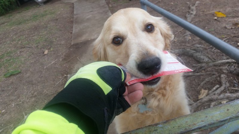 Esta perrita se pone triste cuando no recibe cartas, para verla feliz su cartero decidió hacer algo genial 