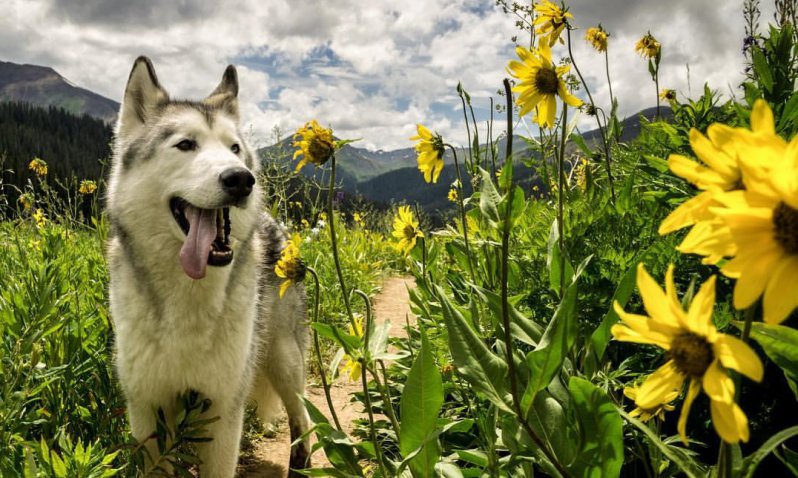 El increíble viaje de este perro por el mundo 