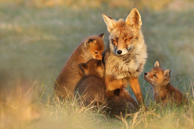 Este fotógrafo revela una cara de los zorros raramente vista 
