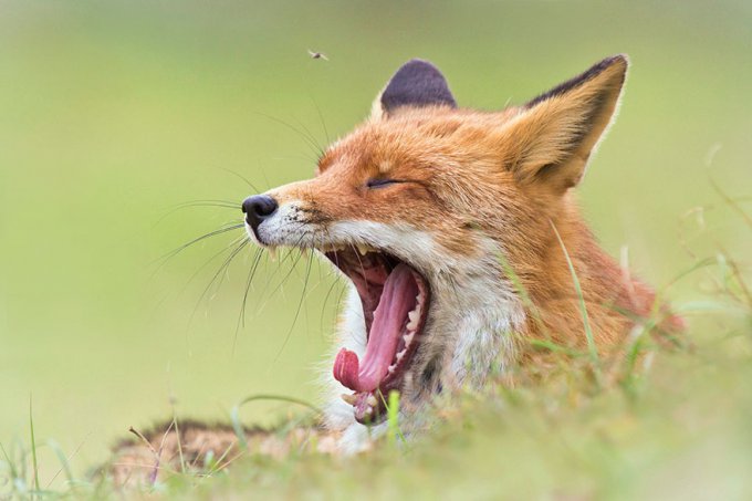 Este fotógrafo revela una cara de los zorros raramente vista 
