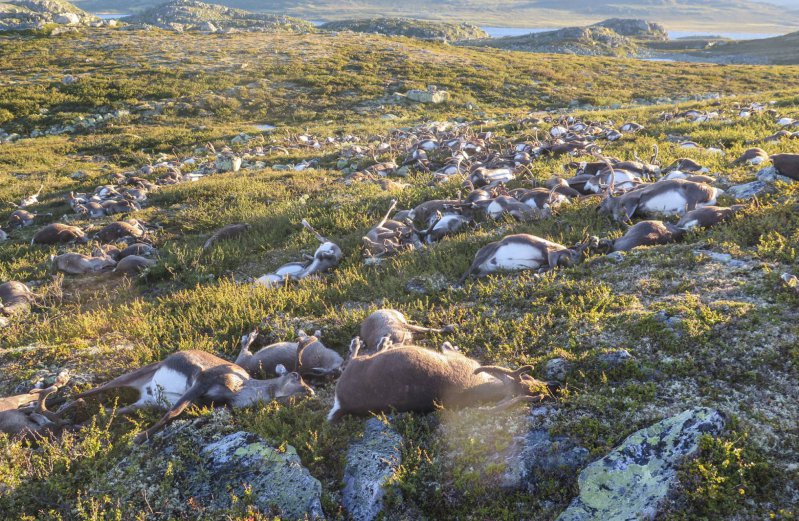 ¡Increíble! Un rayo mata a 323 renos en Noruega  