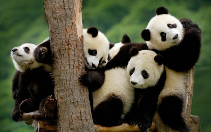 ¡El panda gigante ha dejado de ser una especie amenazada! 
