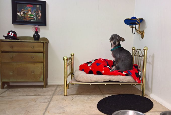 Esta mujer le construyó un dormitorio bajo las escaleras a su perro y los detalles son impresionantes 
