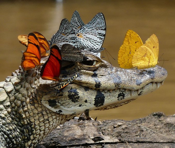 Este caimán con una corona de mariposas muestra su lado más amable 