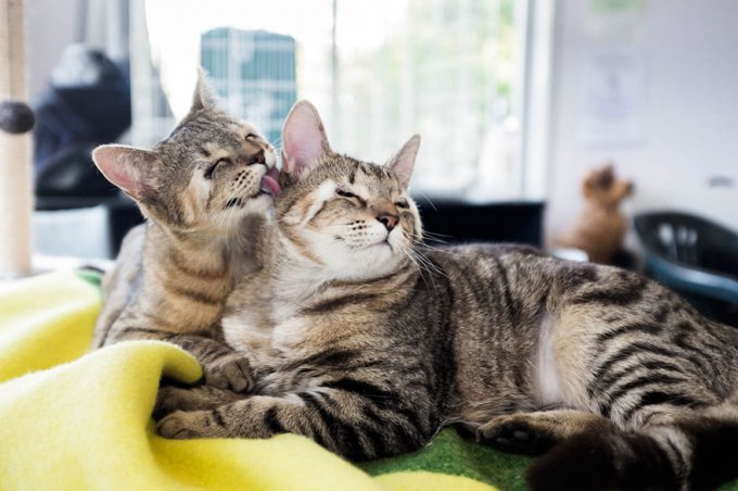 Estos gatos callejeros nacidos sin párpados son felices tras salvar su vista 