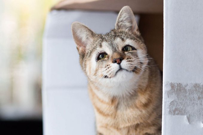 Estos gatos callejeros nacidos sin párpados son felices tras salvar su vista 