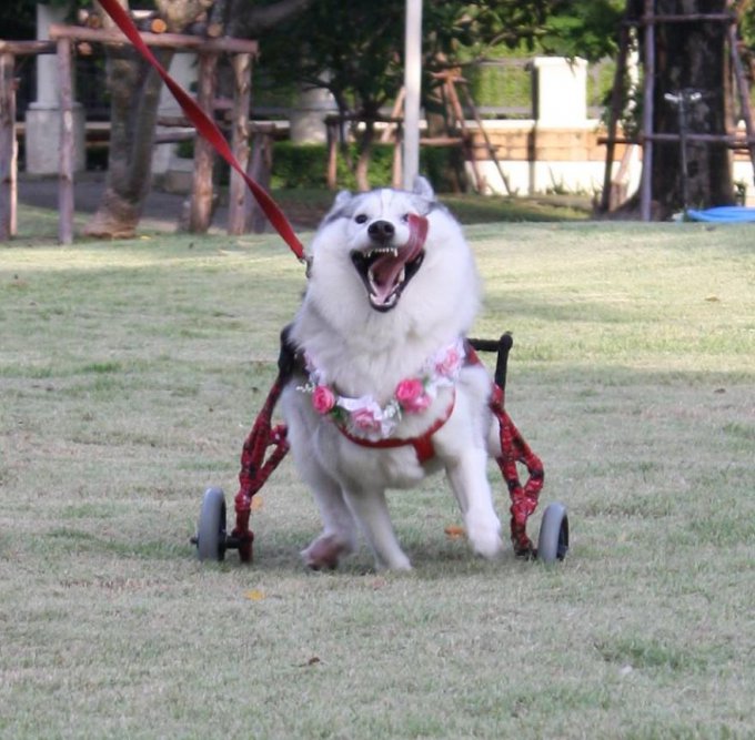 Adoptan a esta husky nacida sin garras y se convierte en el perro más feliz en silla de ruedas 