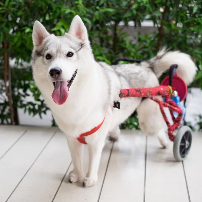Adoptan a esta husky nacida sin garras y se convierte en el perro más feliz en silla de ruedas 