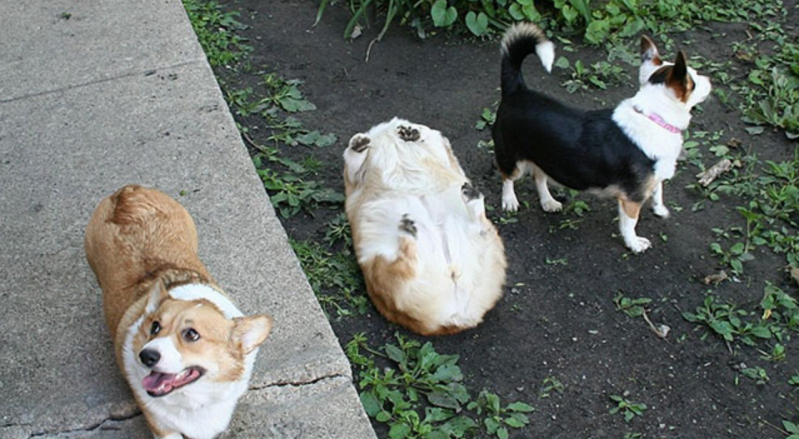 13 Publicaciones sobre perros en tumblr con las que es imposible no sonreír 