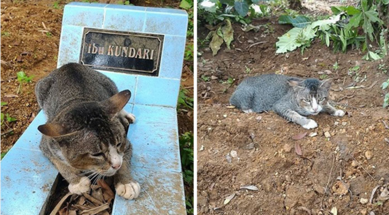 Este gato desconsolado ha pasado 1 año junto a la tumba de su dueña 