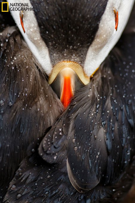 15 Finalistas del concurso de National Geographic a Fotógrafo de la naturaleza 2016 