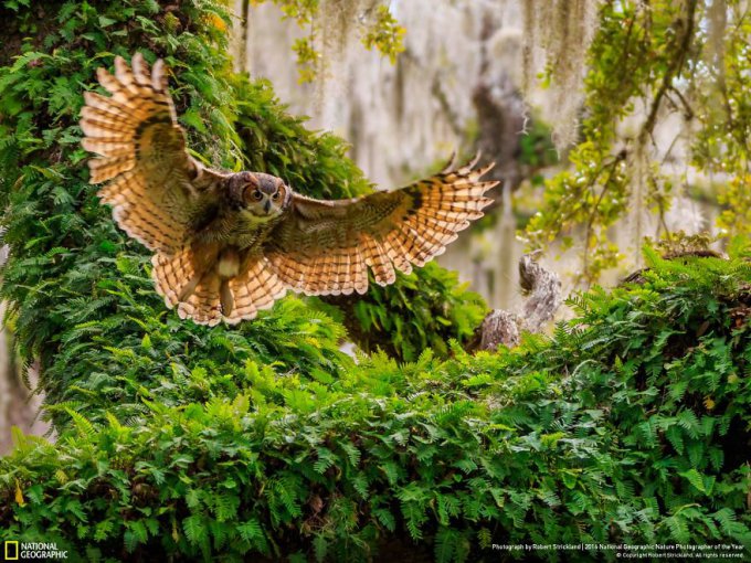 15 Finalistas del concurso de National Geographic a Fotógrafo de la naturaleza 2016 