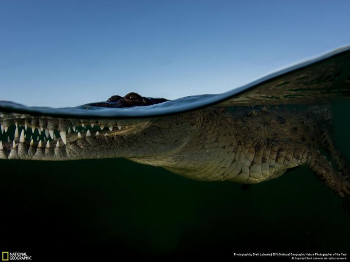 15 Finalistas del concurso de National Geographic a Fotógrafo de la naturaleza 2016 