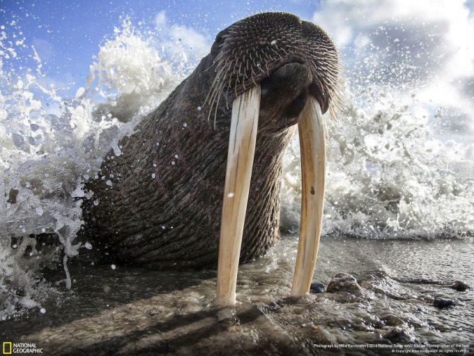 15 Finalistas del concurso de National Geographic a Fotógrafo de la naturaleza 2016 