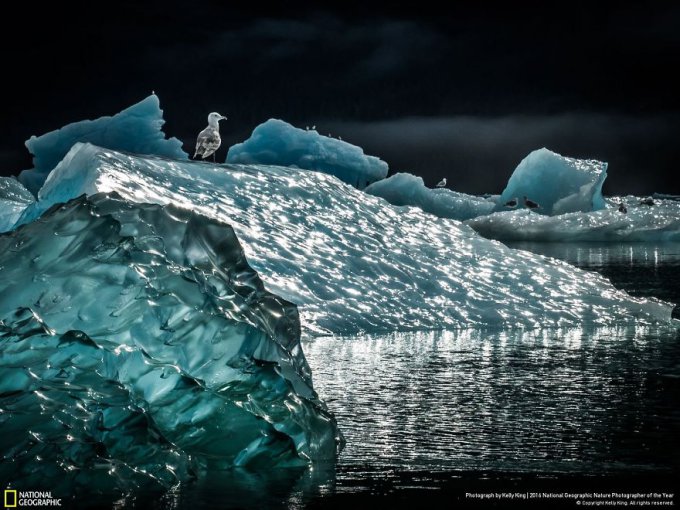 15 Finalistas del concurso de National Geographic a Fotógrafo de la naturaleza 2016 