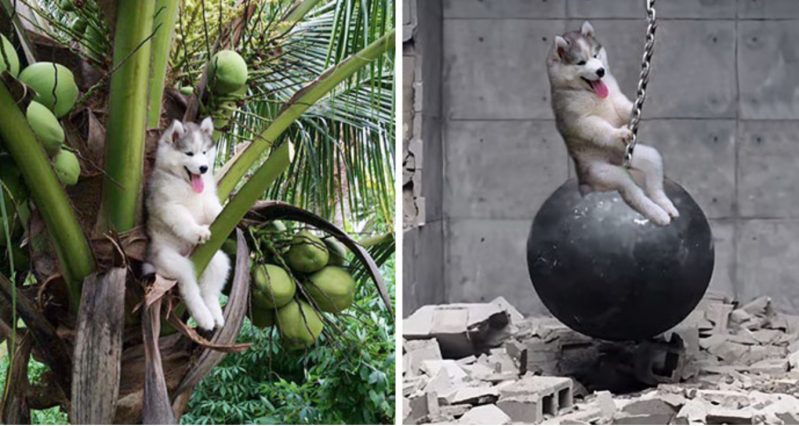 Este husky se quedó atascado en un cocotero e internet decidió ayudarlo… con Photoshop 