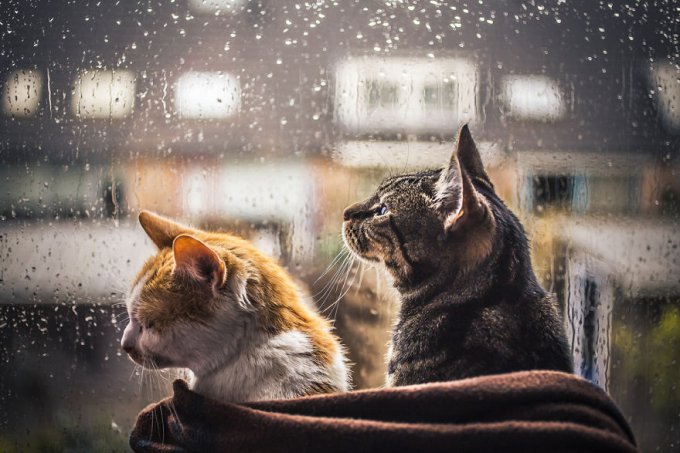 Hago fotos de mis gatos mirando por la ventana cada vez que llueve 