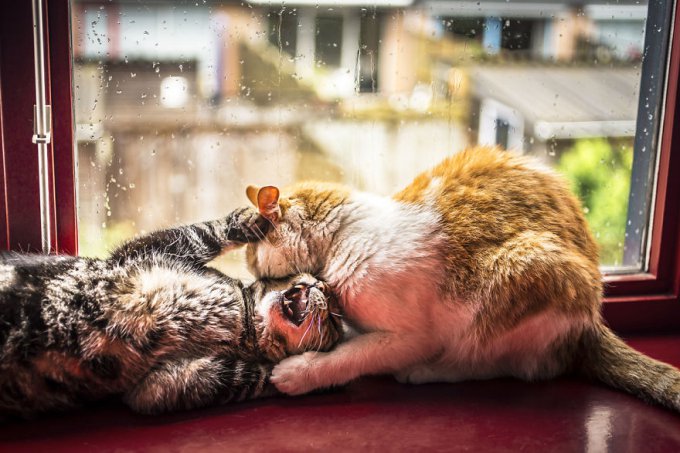 Hago fotos de mis gatos mirando por la ventana cada vez que llueve 