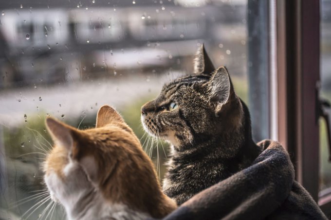 Hago fotos de mis gatos mirando por la ventana cada vez que llueve 