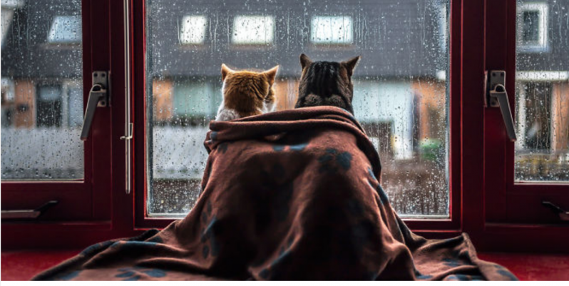 Hago fotos de mis gatos mirando por la ventana cada vez que llueve 