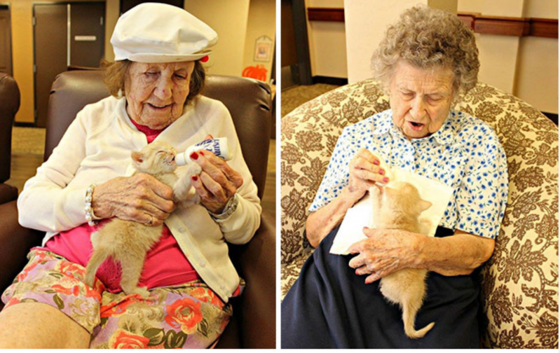 Un refugio animal forma equipo con un geriátrico para salvar tanto a los gatos como a los ancianos 