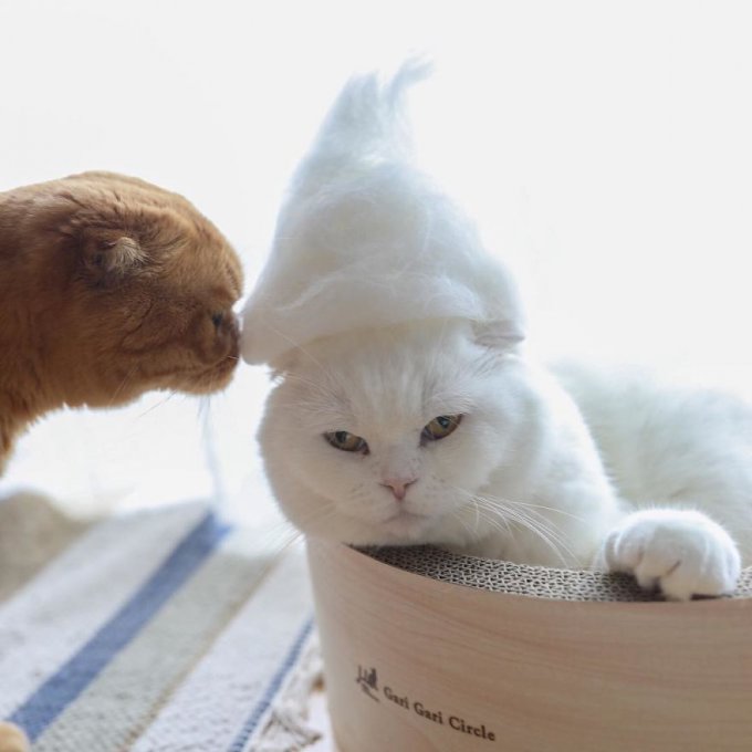 Gatos con gorritos hechos con su propio pelaje 