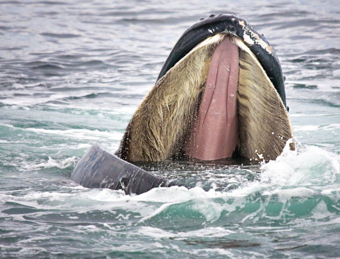 Las Lenguas Más Raras Del Reino Animal. 