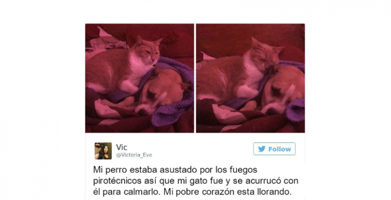 Te hacemos una recopilación de los tuits más divertidos sobre gatos del 2016  