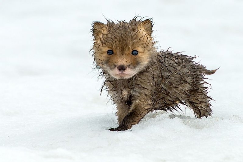 ¡Sonríe! Estos zorritos en la nieve derretirán hasta el más duro corazón ¡yo quiero uno! 