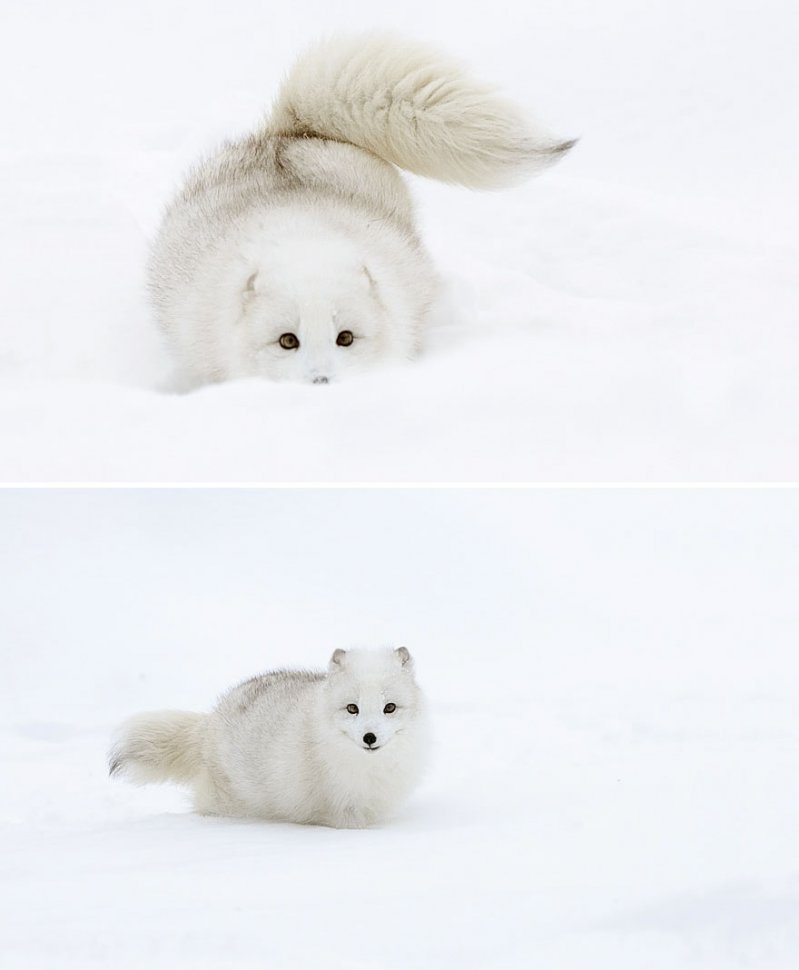 ¡Sonríe! Estos zorritos en la nieve derretirán hasta el más duro corazón ¡yo quiero uno! 