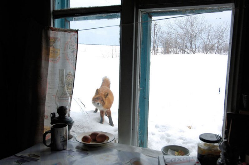 ¡Sonríe! Estos zorritos en la nieve derretirán hasta el más duro corazón ¡yo quiero uno! 