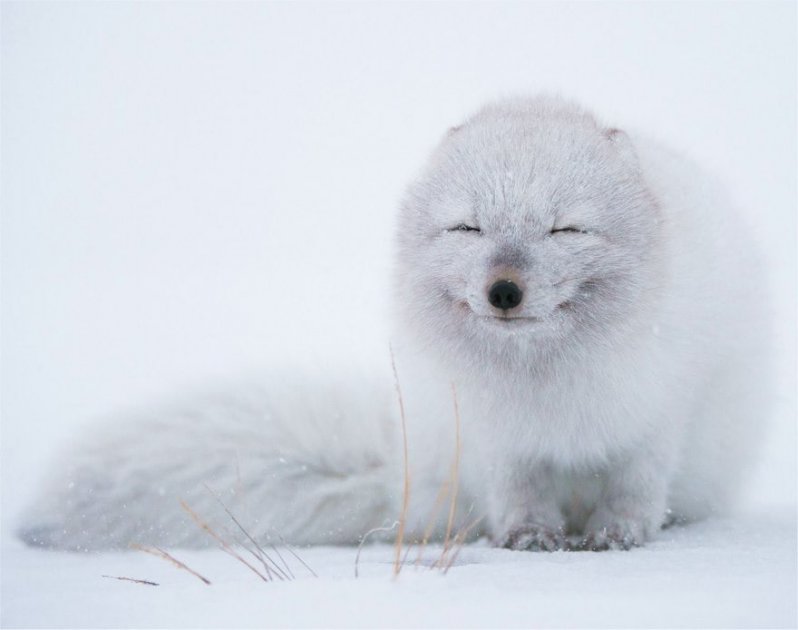 ¡Sonríe! Estos zorritos en la nieve derretirán hasta el más duro corazón ¡yo quiero uno! 