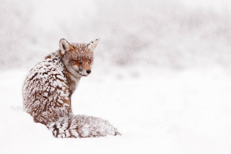 ¡Sonríe! Estos zorritos en la nieve derretirán hasta el más duro corazón ¡yo quiero uno! 