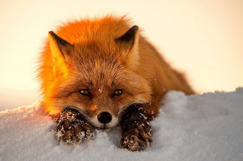 ¡Sonríe! Estos zorritos en la nieve derretirán hasta el más duro corazón ¡yo quiero uno! 