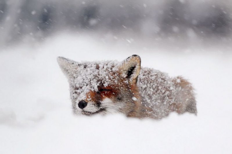 ¡Sonríe! Estos zorritos en la nieve derretirán hasta el más duro corazón ¡yo quiero uno! 