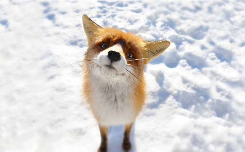 ¡Sonríe! Estos zorritos en la nieve derretirán hasta el más duro corazón ¡yo quiero uno! 