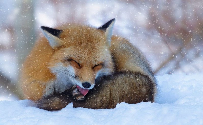 ¡Sonríe! Estos zorritos en la nieve derretirán hasta el más duro corazón ¡yo quiero uno! 