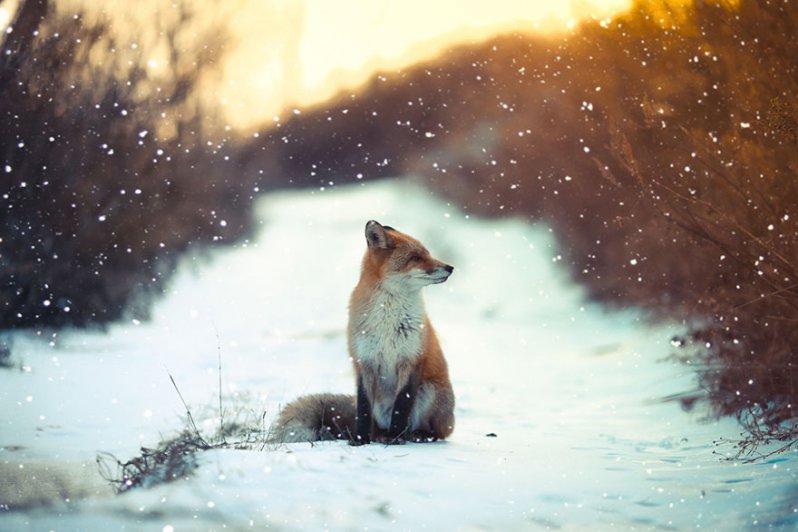 ¡Sonríe! Estos zorritos en la nieve derretirán hasta el más duro corazón ¡yo quiero uno! 